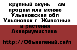 крупный окунь 25 см продам или меняю - Ульяновская обл., Ульяновск г. Животные и растения » Аквариумистика   